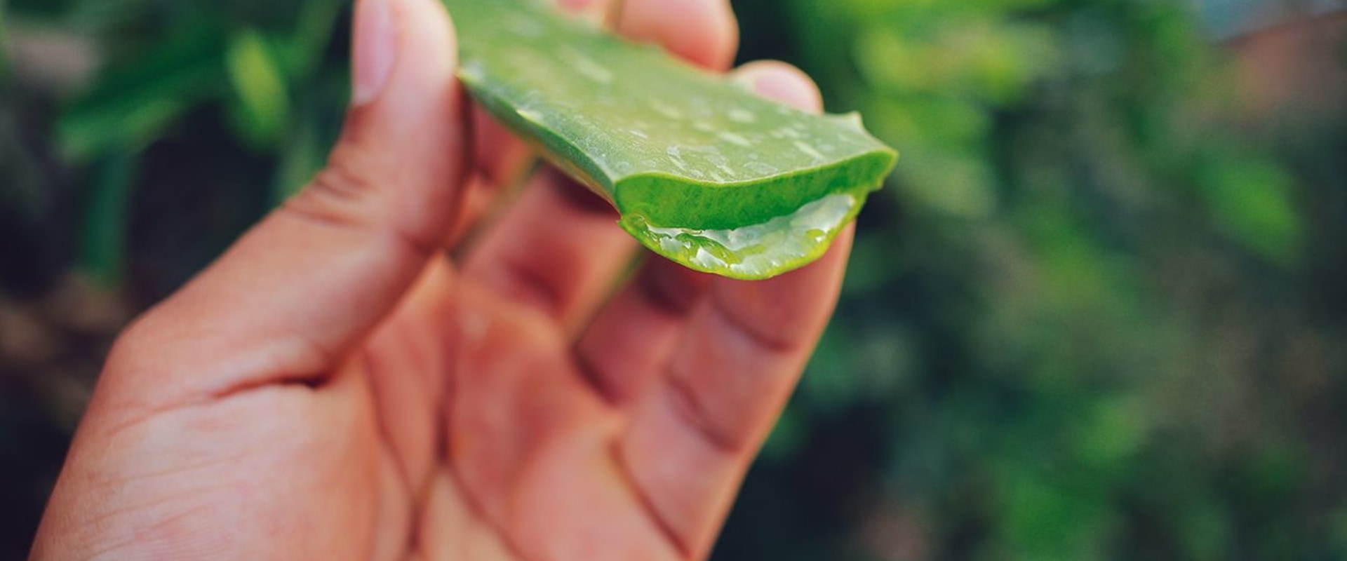 Herbal Supplements for Knee Pain Relief