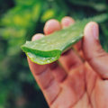 Herbal Supplements for Knee Pain Relief